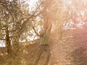 Aceite Oro Al-Andalus - Aceite de Oliva Virgen Extra de Ronda