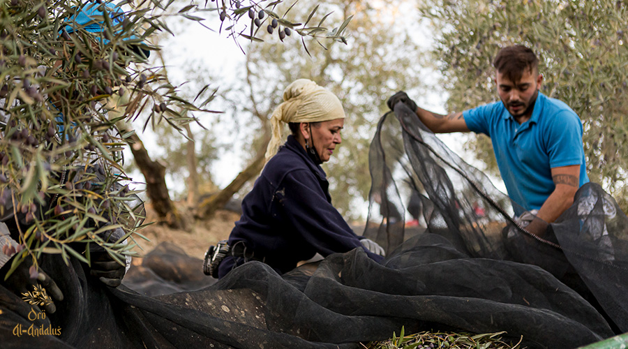La-Denominación-de-Origen-Protegida-(DOP)-de-Ronda