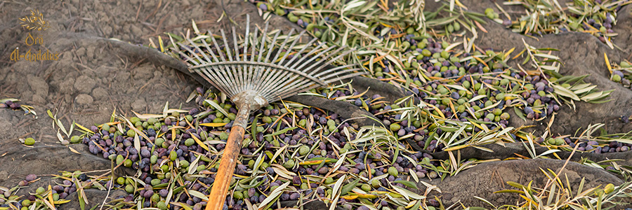 La-Denominación-de-Origen-Protegida-(DOP)-de-Ronda