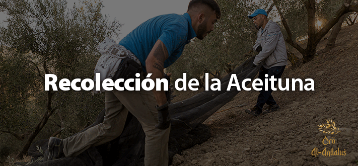 Recolección-de-la-Aceituna