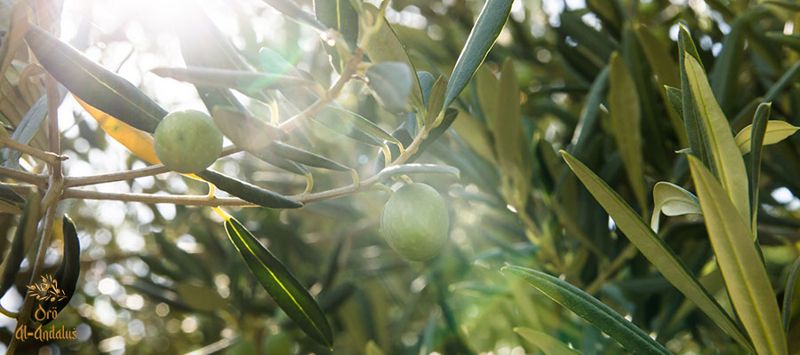 Los-diferentes-métodos-de-riego-para-el-olivar