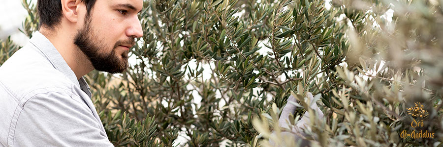 Los-diferentes-métodos-de-riego-para-el-olivar