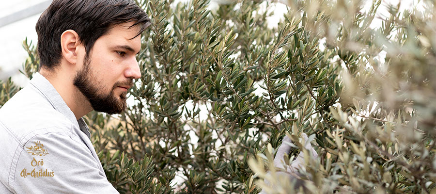 Cultivo_sostenible_de_olivos