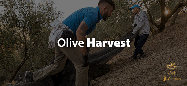 Recolección-de-la-Aceituna