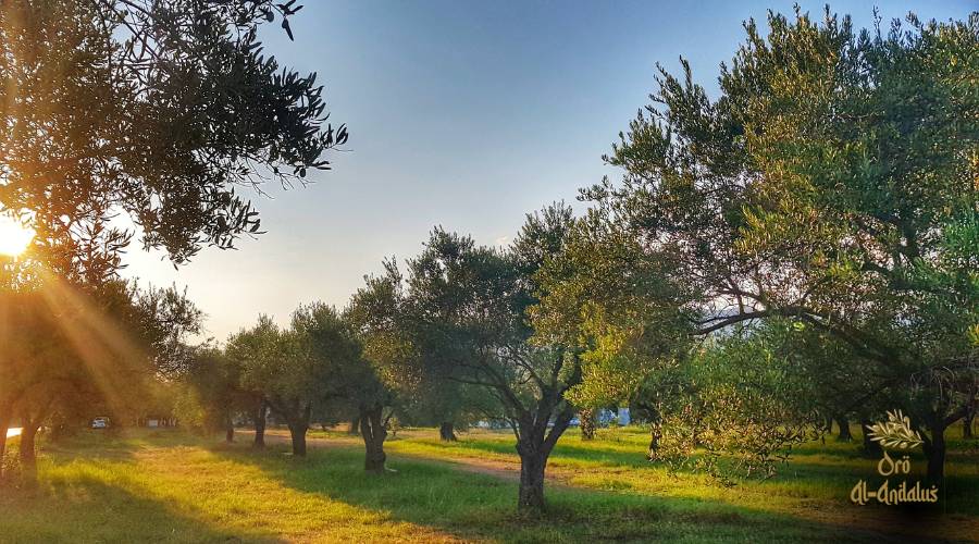 curiosidades-y-mitos-sobre-el-aceite-de-oliva-virgen-extra