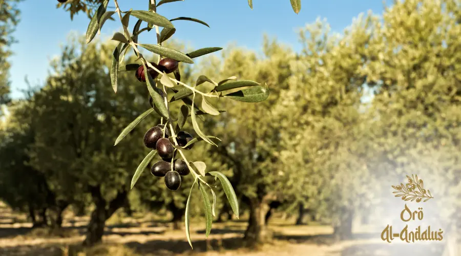 historia-aceite-oliva