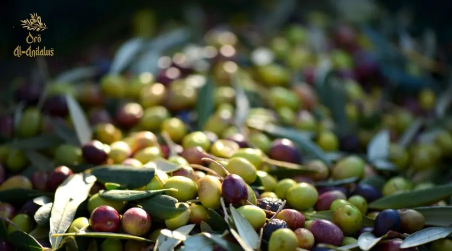 el-aceite-de-oliva-a-lo-largo-de-la-historia