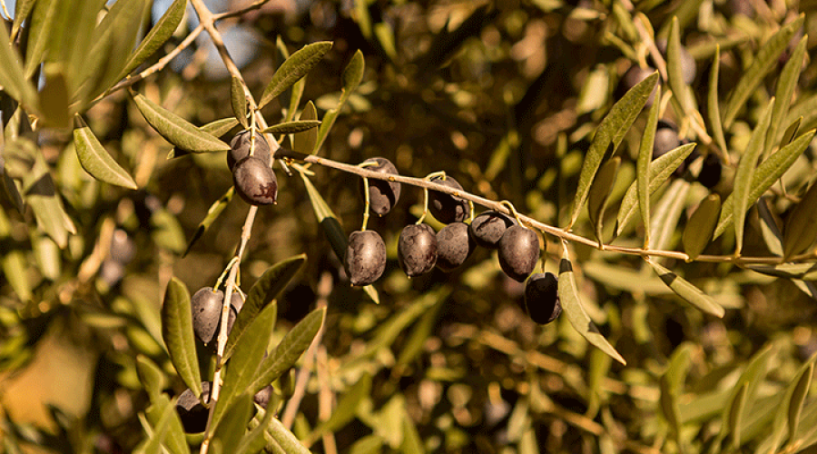 Los-diferentes_métodos_de_producción_del_AOVE