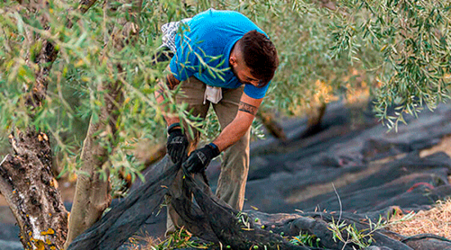 Como-diferenciar-un-aceite-de-oliva-virgen-extra-de-calidad