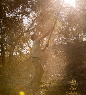 Recolección-de-la-Aceituna
